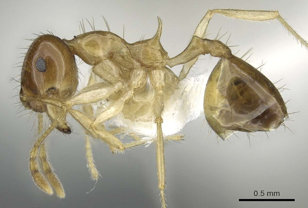 Image of Recurvidris