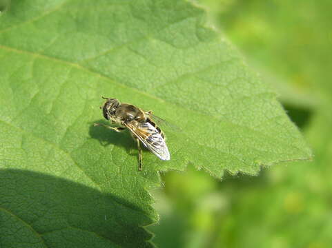 Image of drone fly