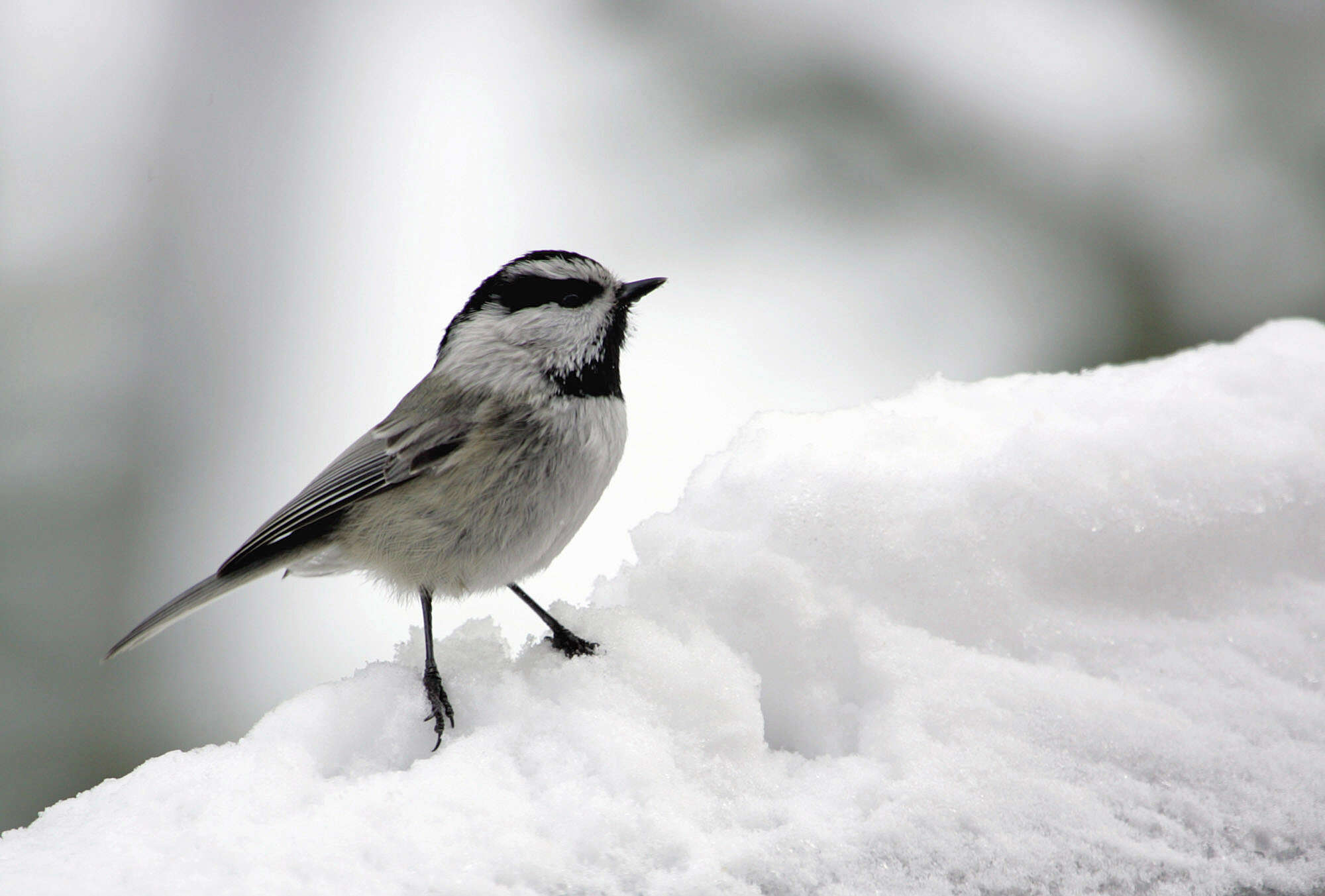 Image of Mountain Chickadee