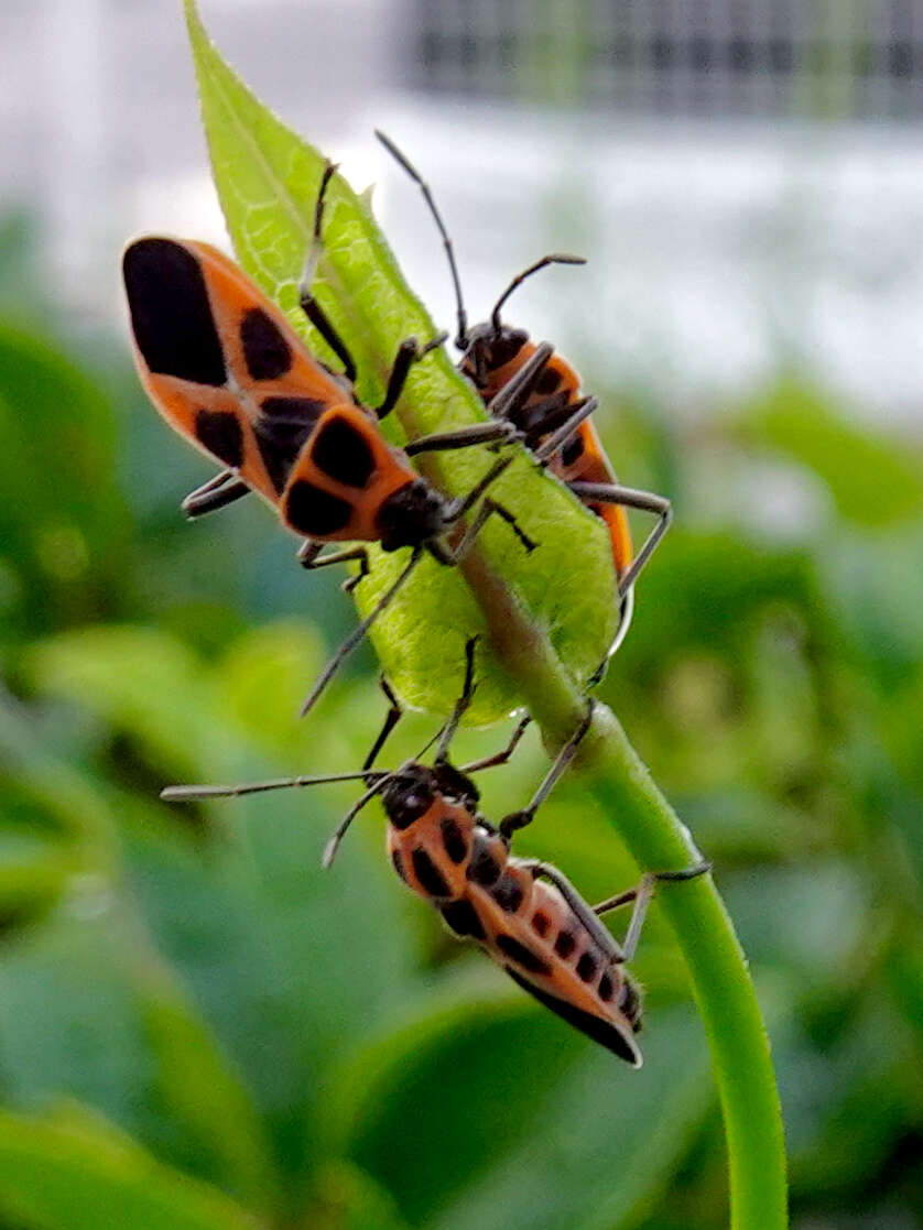 Image de Tropidothorax sinensis