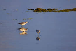 Image of Marsh Sandpiper