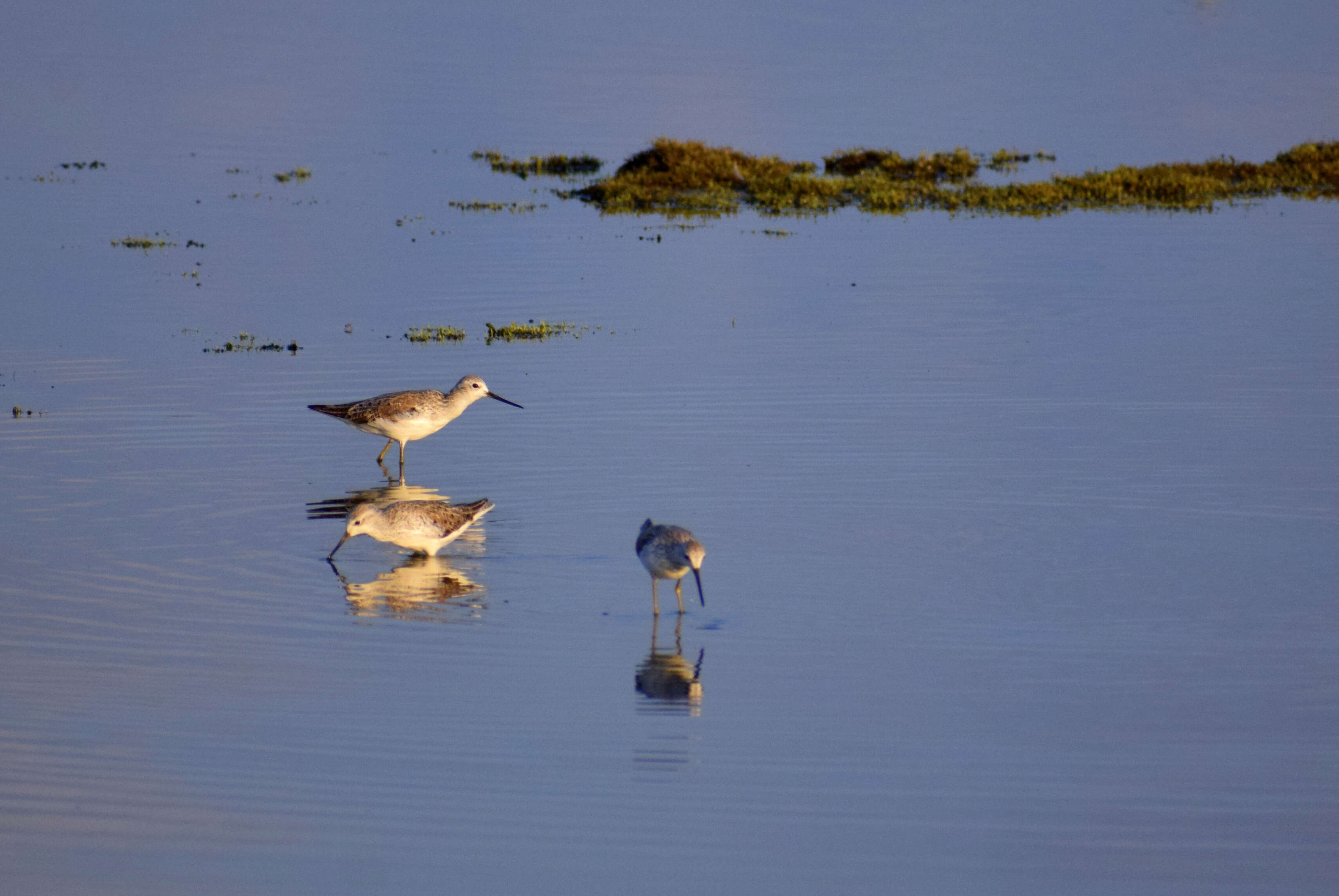 Image of Marsh Sandpiper