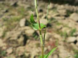 Image of small carpgrass