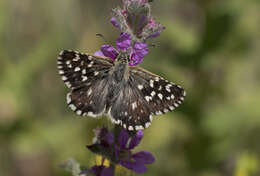 Image of Pyrgus melotis Duponchel 1832