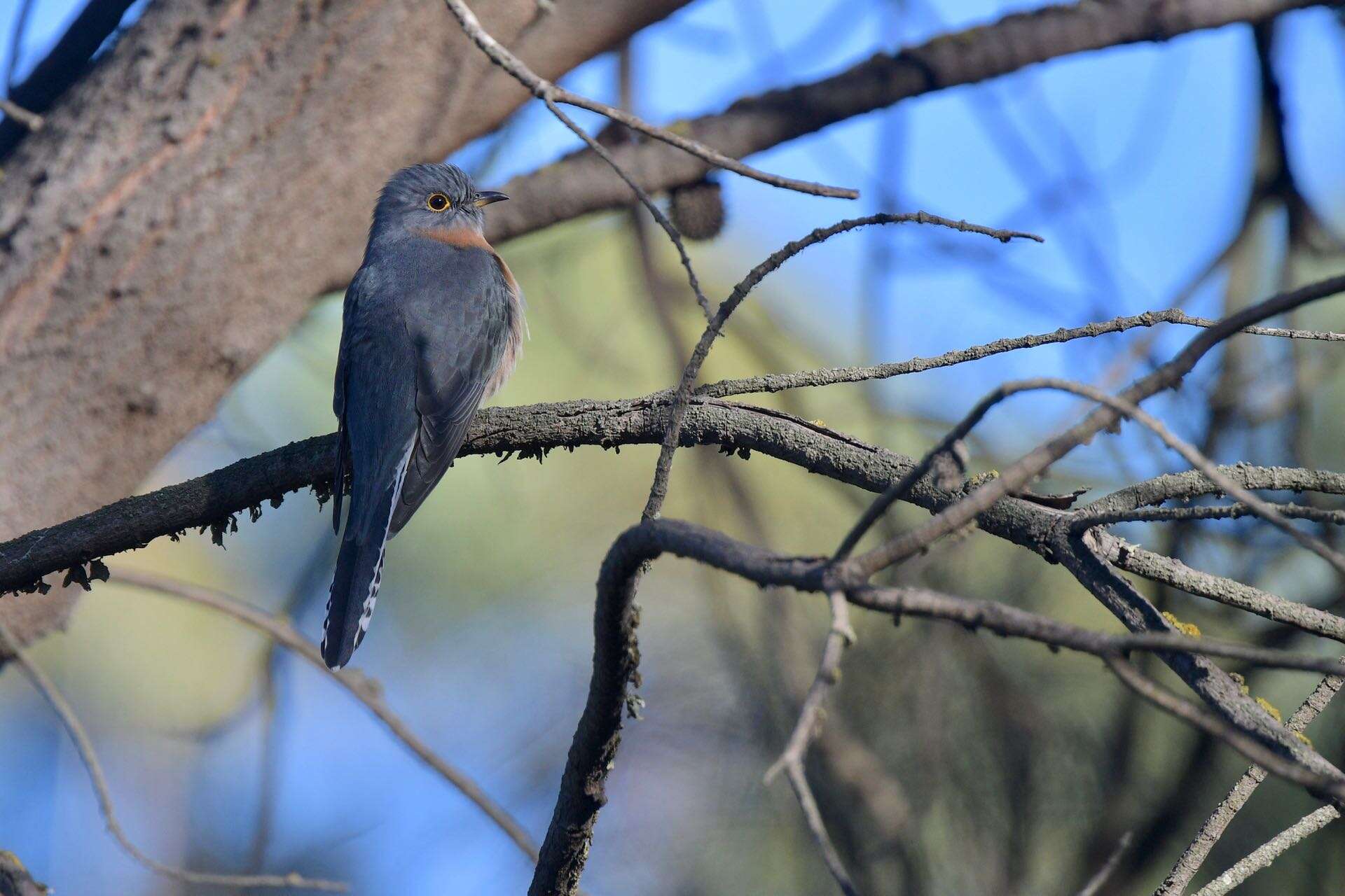 Image of Fan-tailed Cuckoo