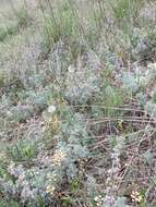 Image of Artemisia austriaca Jacq.