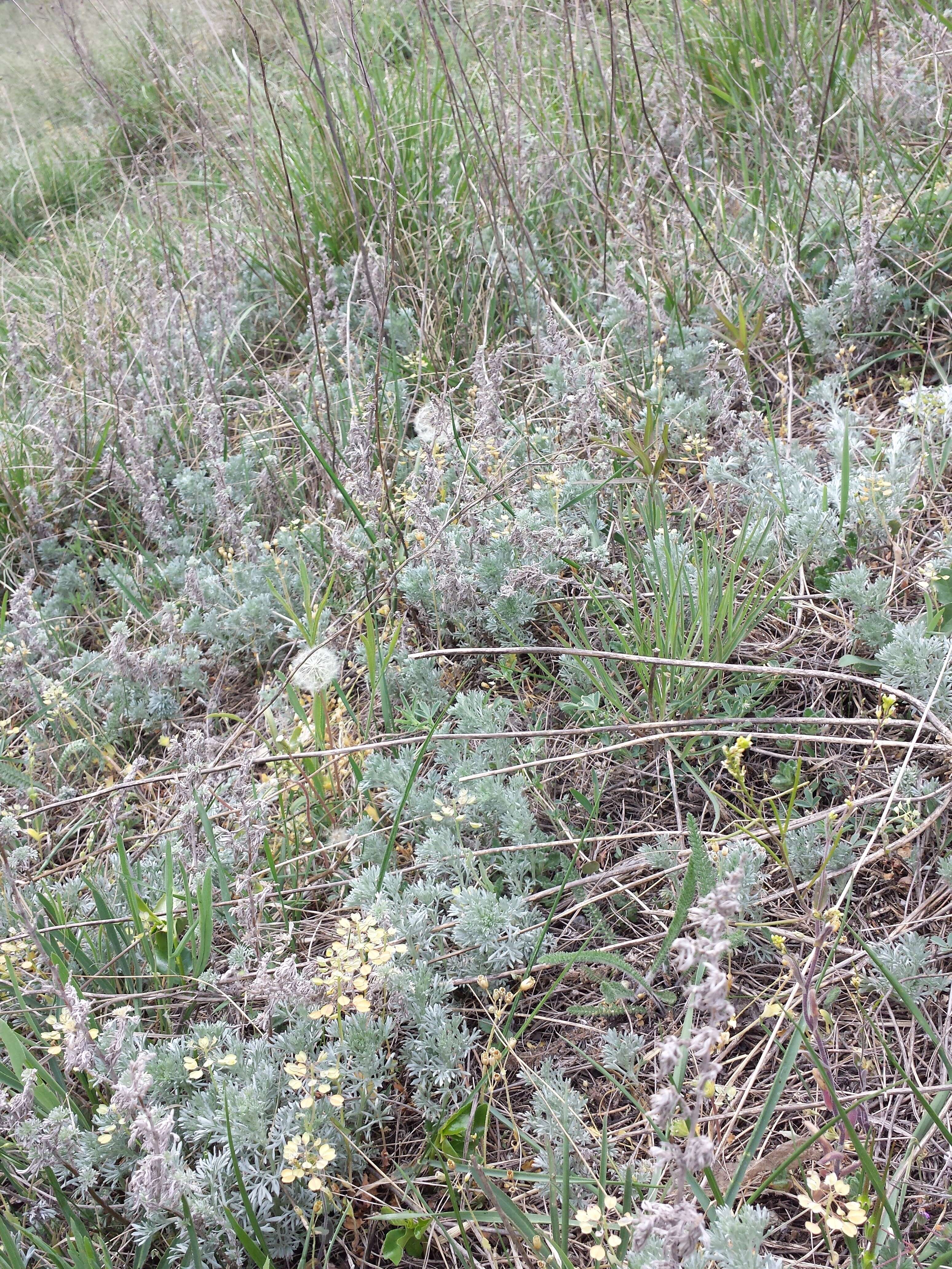 Image of Artemisia austriaca Jacq.