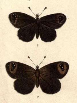 Image of Percnodaimon merula