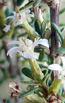 Olearia solandri (Hook. fil.) Hook. fil. resmi