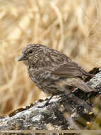 Image of Red-fronted Rosefinch