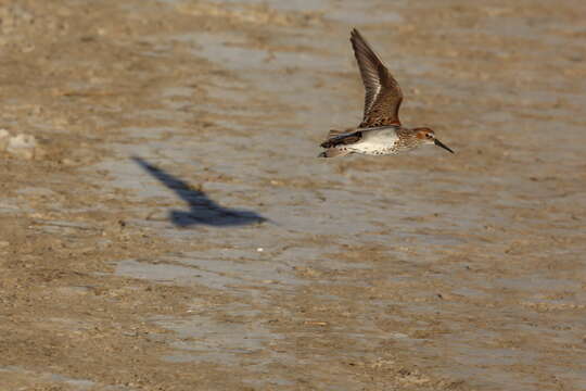 Image of Western Sandpiper