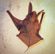 Image of Eastern Malagasy Sucker-footed Bat
