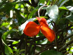 Image of Sterculia lanceolata Cav.