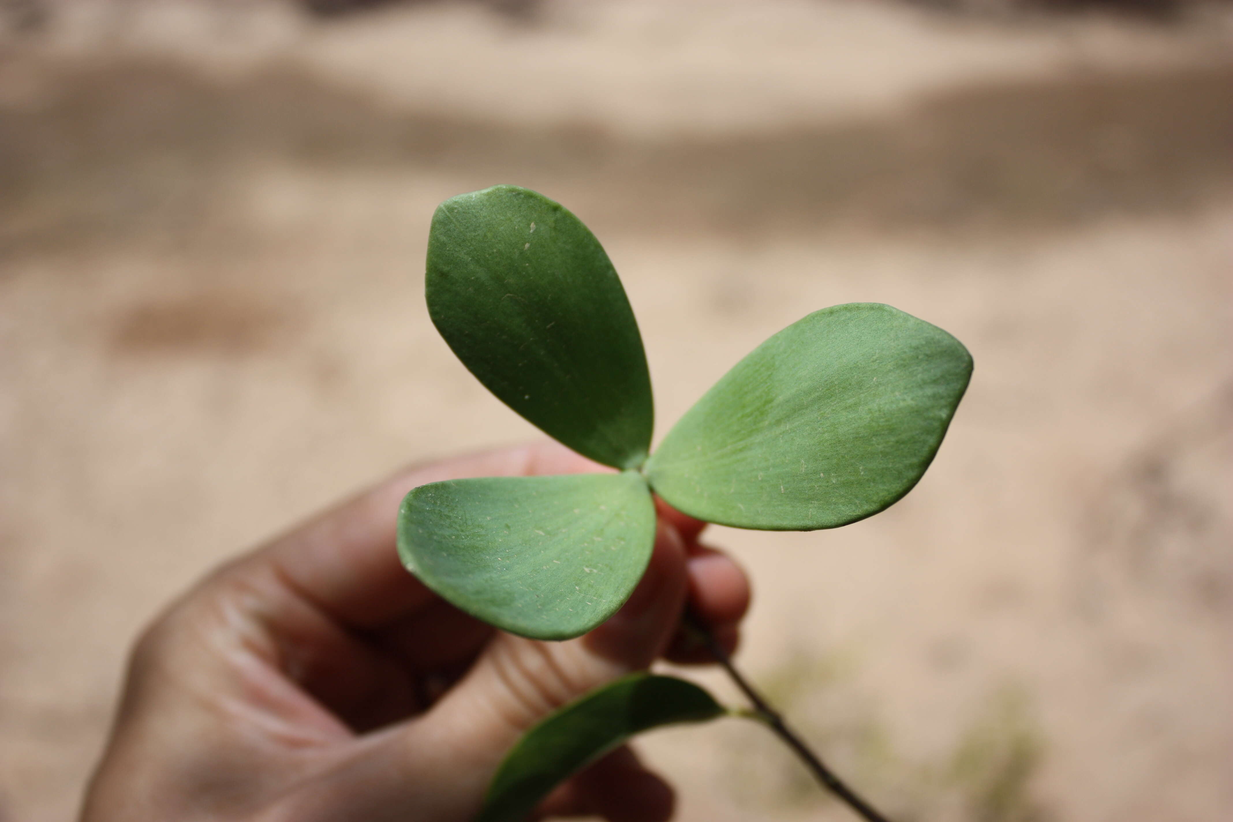 Image of loeseneriella