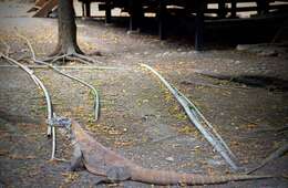 Image of Komodo Dragon