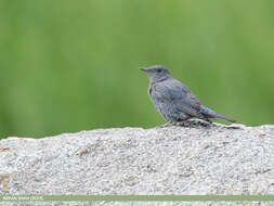 Plancia ëd Monticola solitarius (Linnaeus 1758)