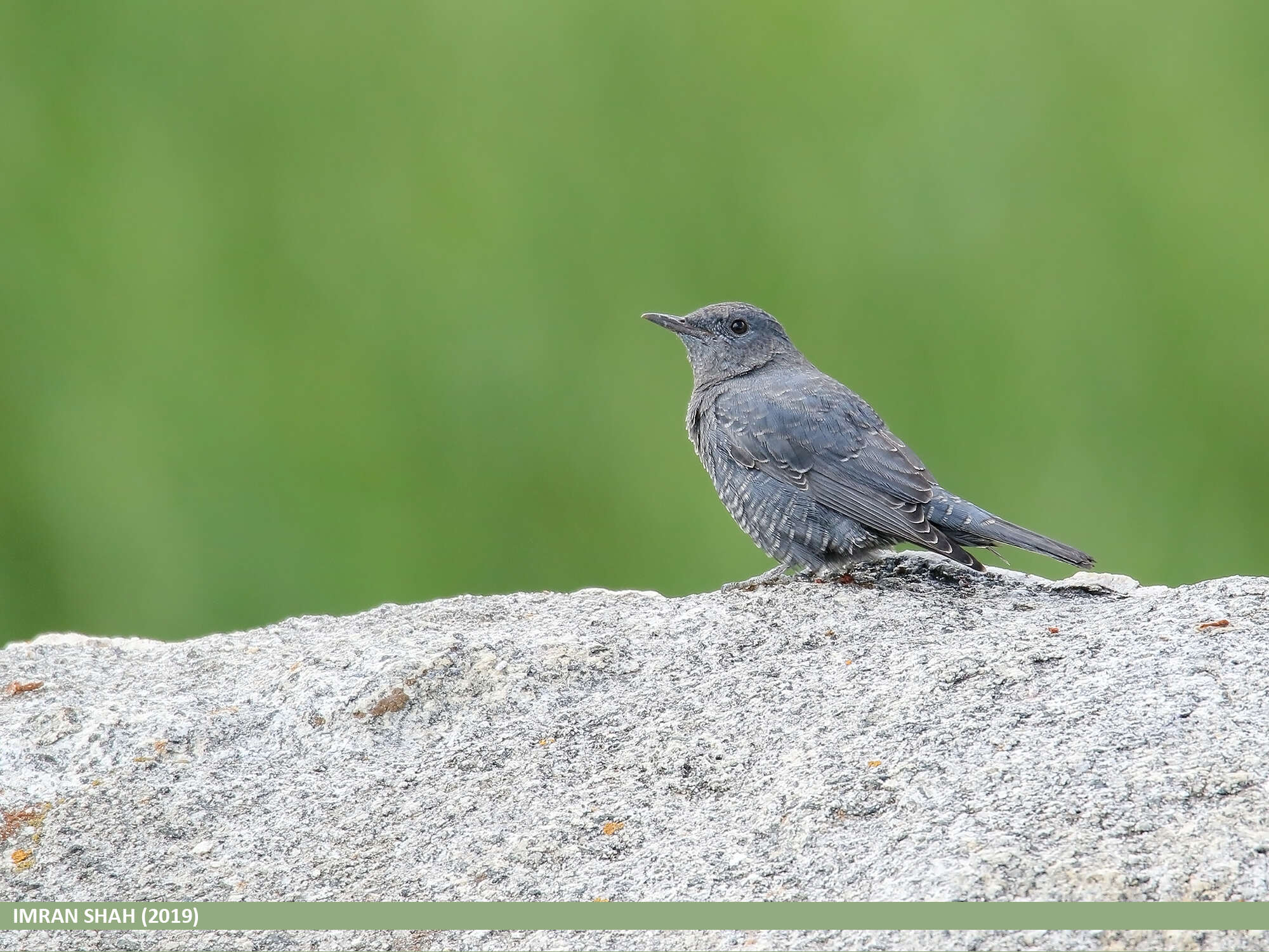 Plancia ëd Monticola solitarius (Linnaeus 1758)