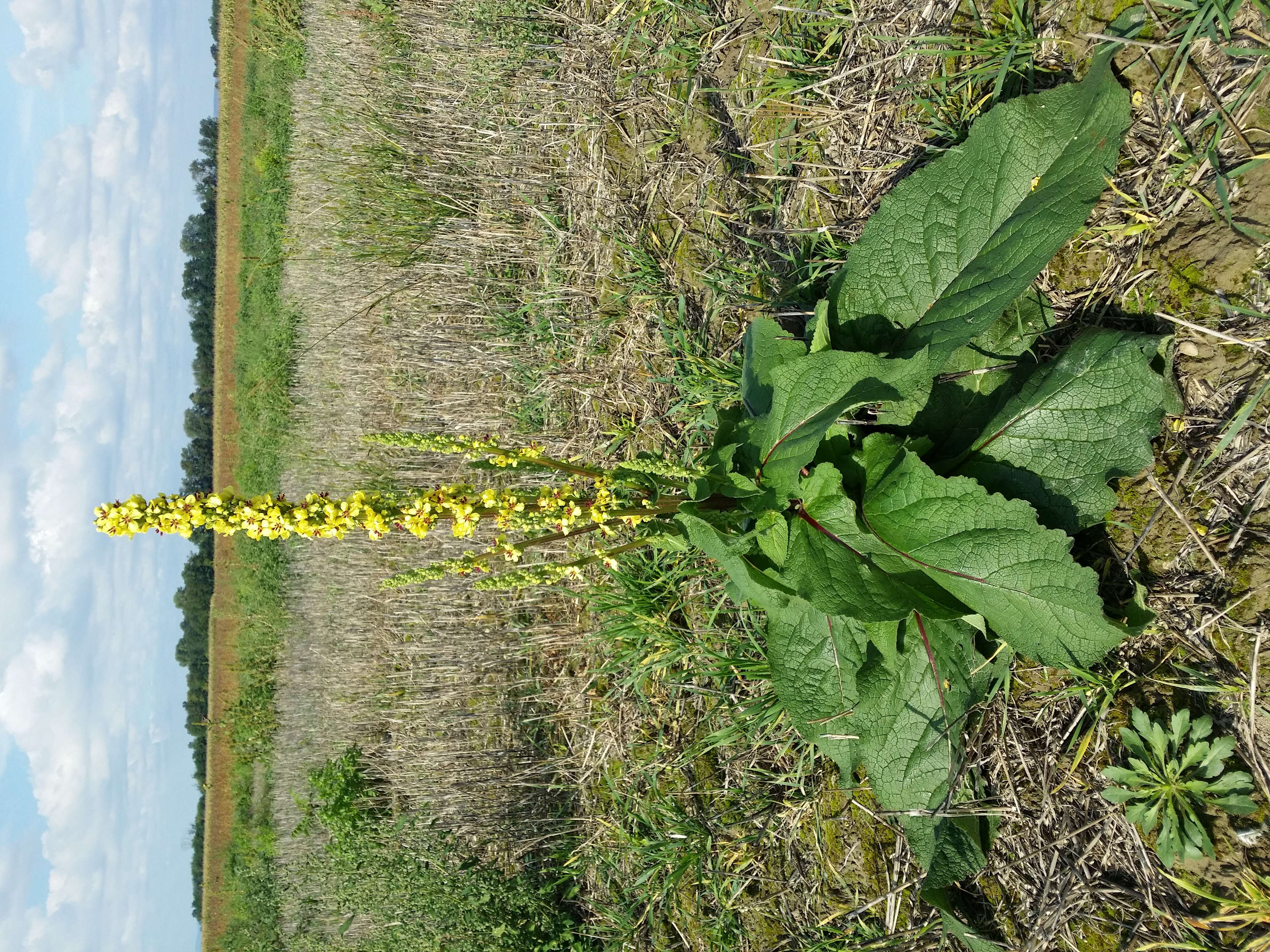 Verbascum nigrum L. resmi