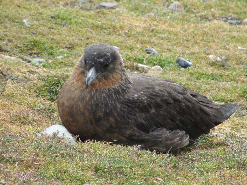 صورة Stercorarius chilensis Bonaparte 1857