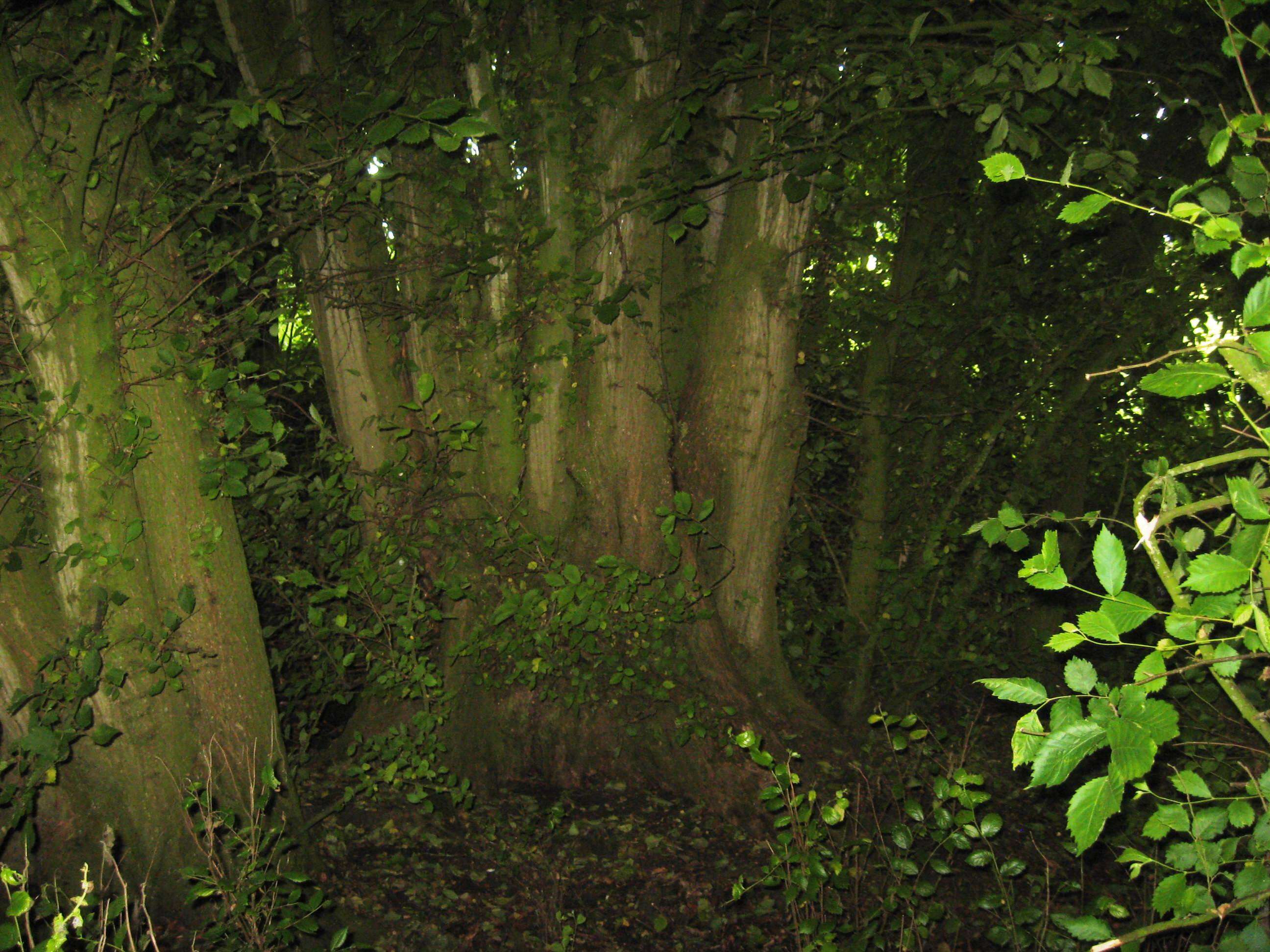 Image of Eurasian elm