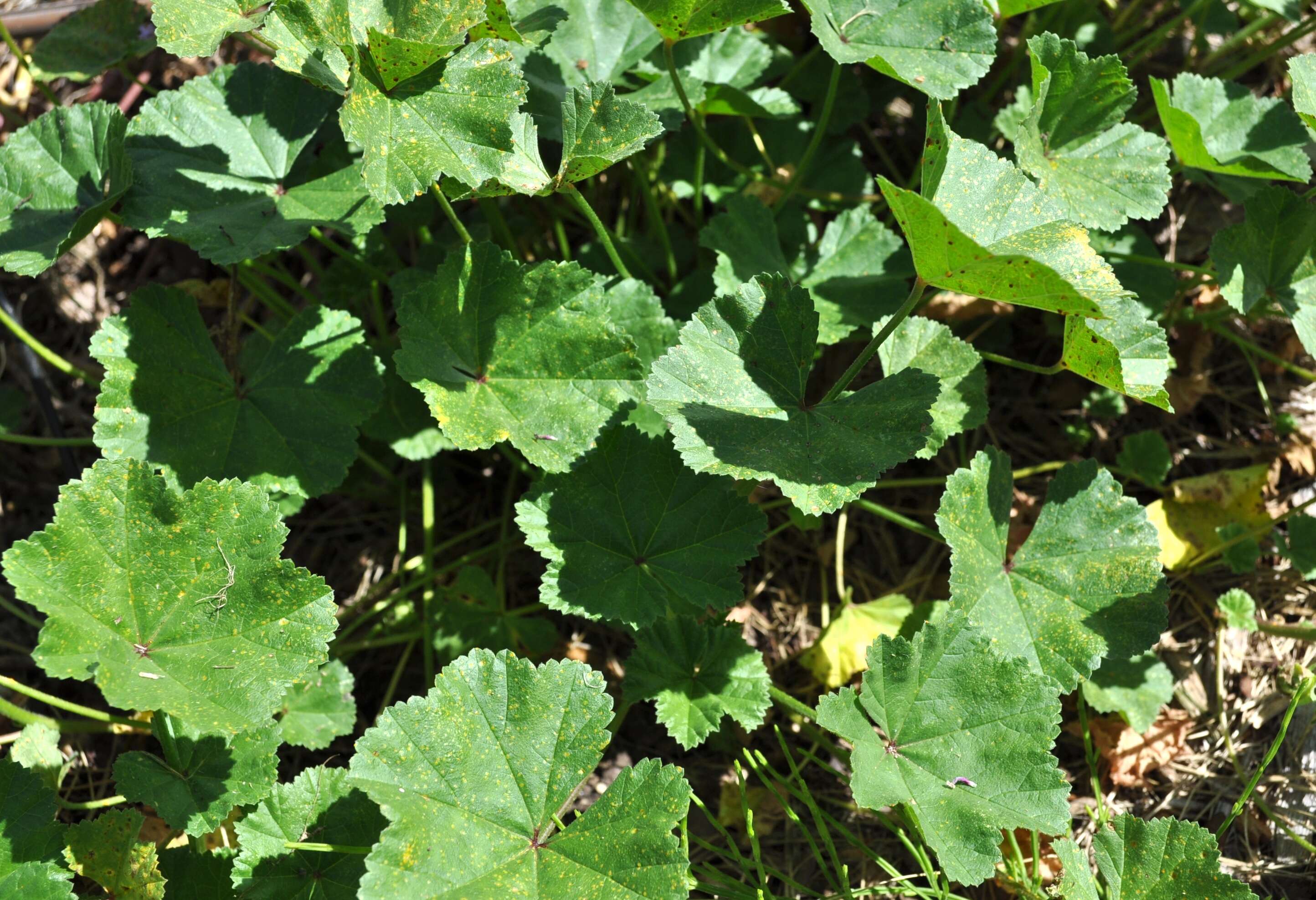 Image of common mallow