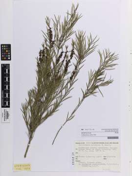 صورة Callistemon paludosus F. Müll.