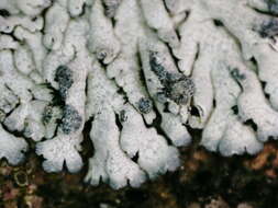 Image of Blue-gray rosette lichen