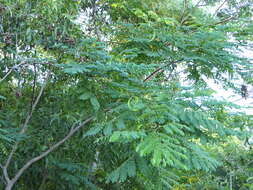 Image of beadtree