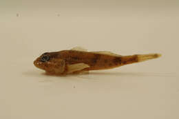 Image of Banded Sculpin