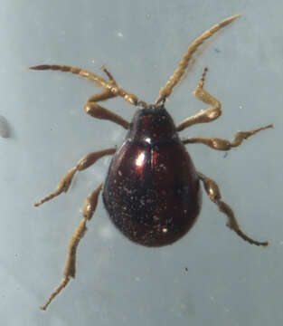 Image of Hump Beetle