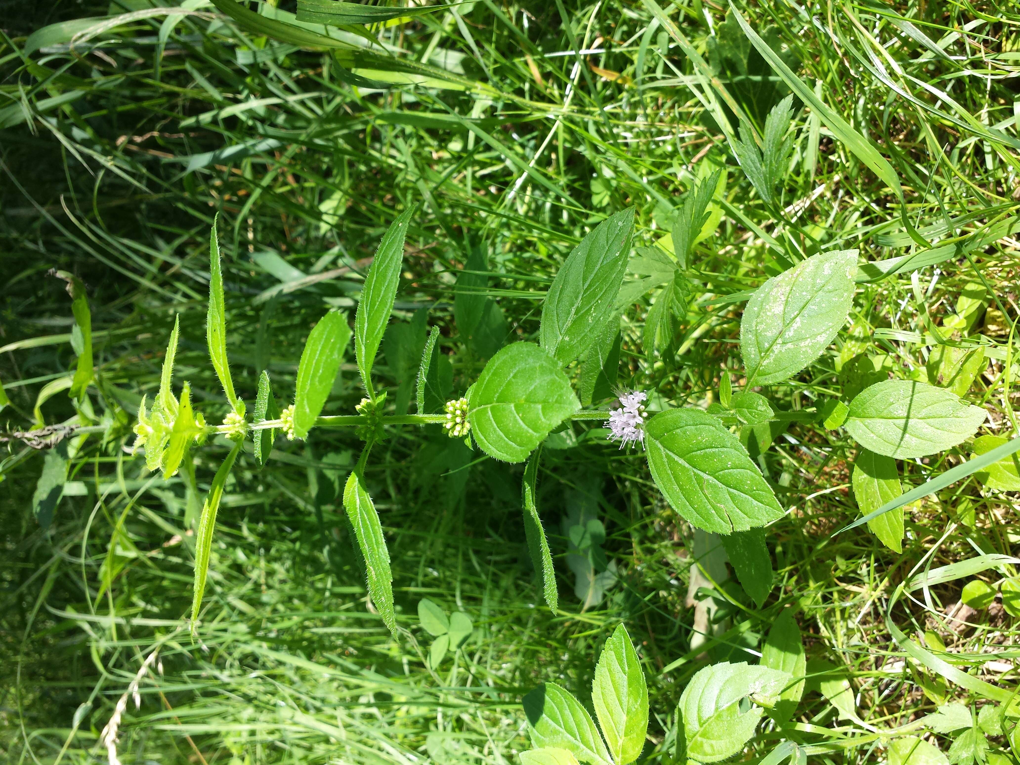 Image of wild mint