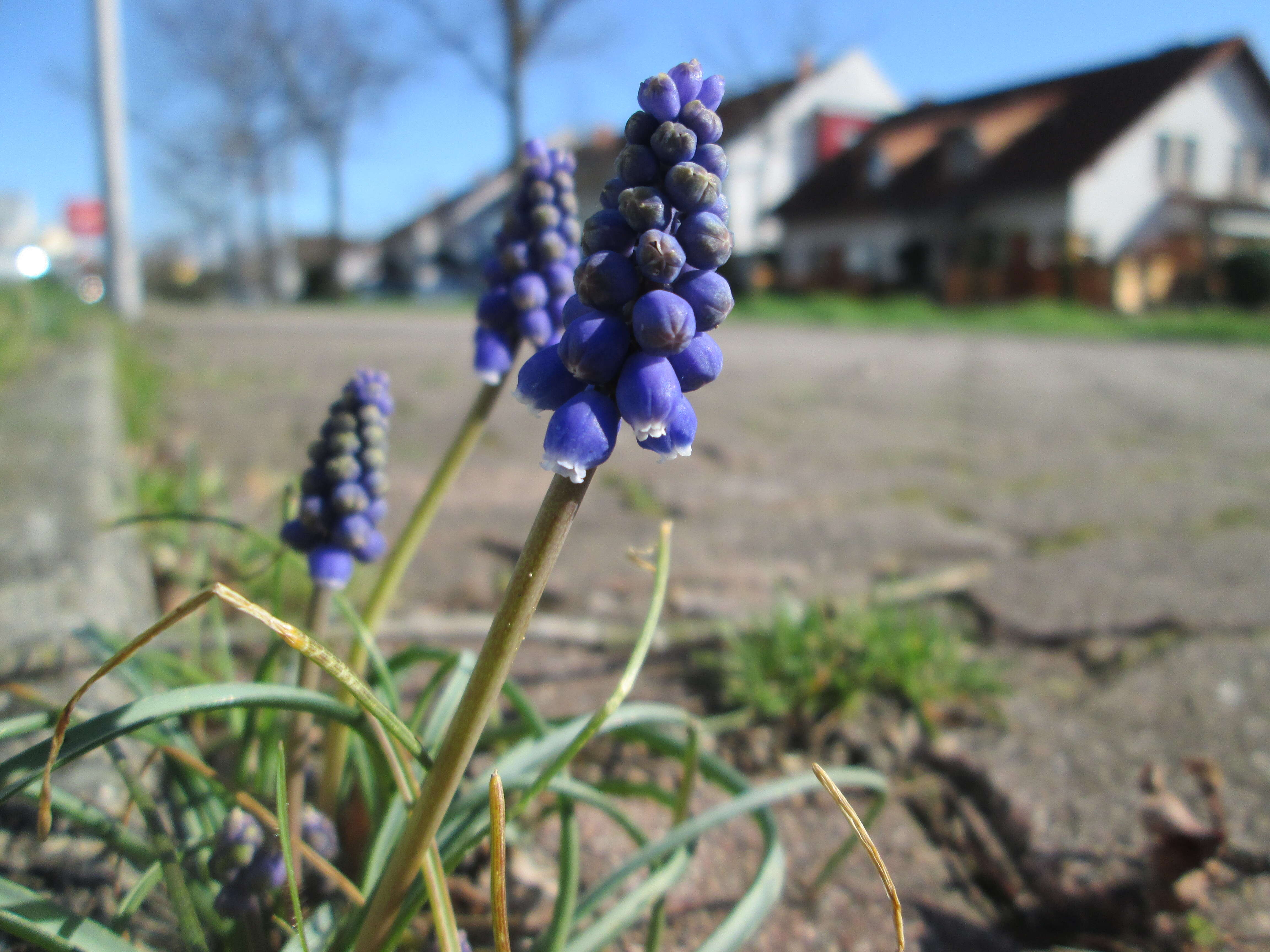 Imagem de Muscari armeniacum H. J. Veitch