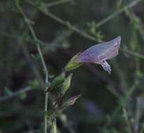 Image of Prostanthera chlorantha (F. Muell.) Benth.