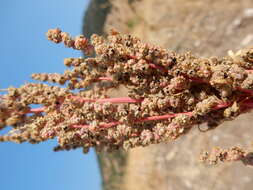 Image of pitseed goosefoot