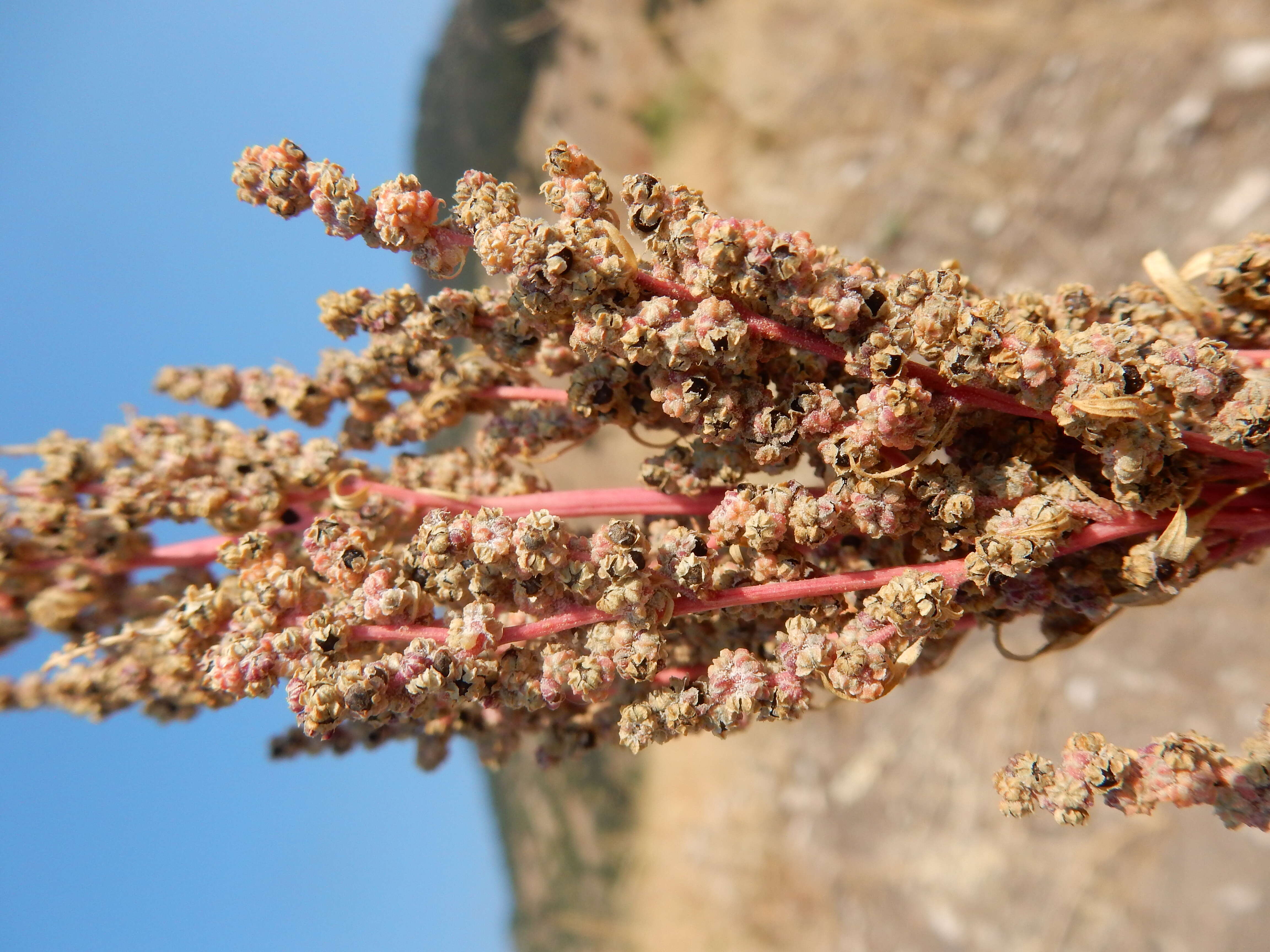 Image of pitseed goosefoot