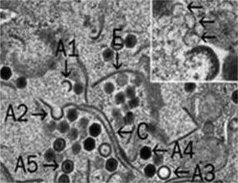 Image of Ranavirus