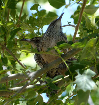 Image of Cactus Wren