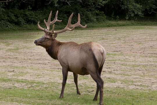 Cervus canadensis roosevelti的圖片