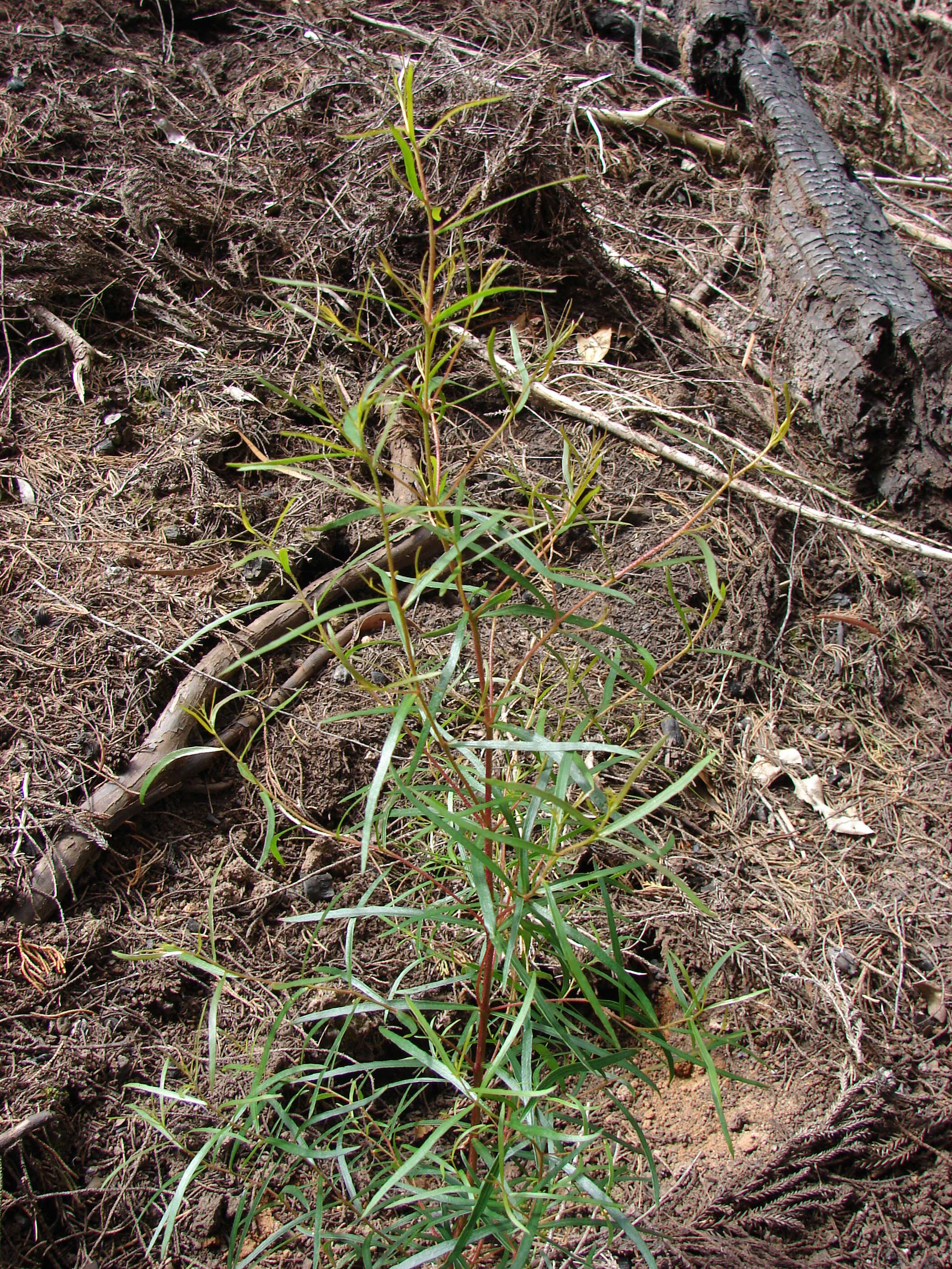 Слика од Eucalyptus amygdalina Labill.