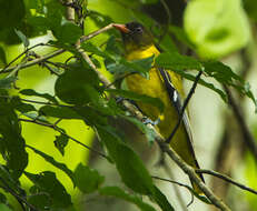 Image of Western Black-headed Oriole