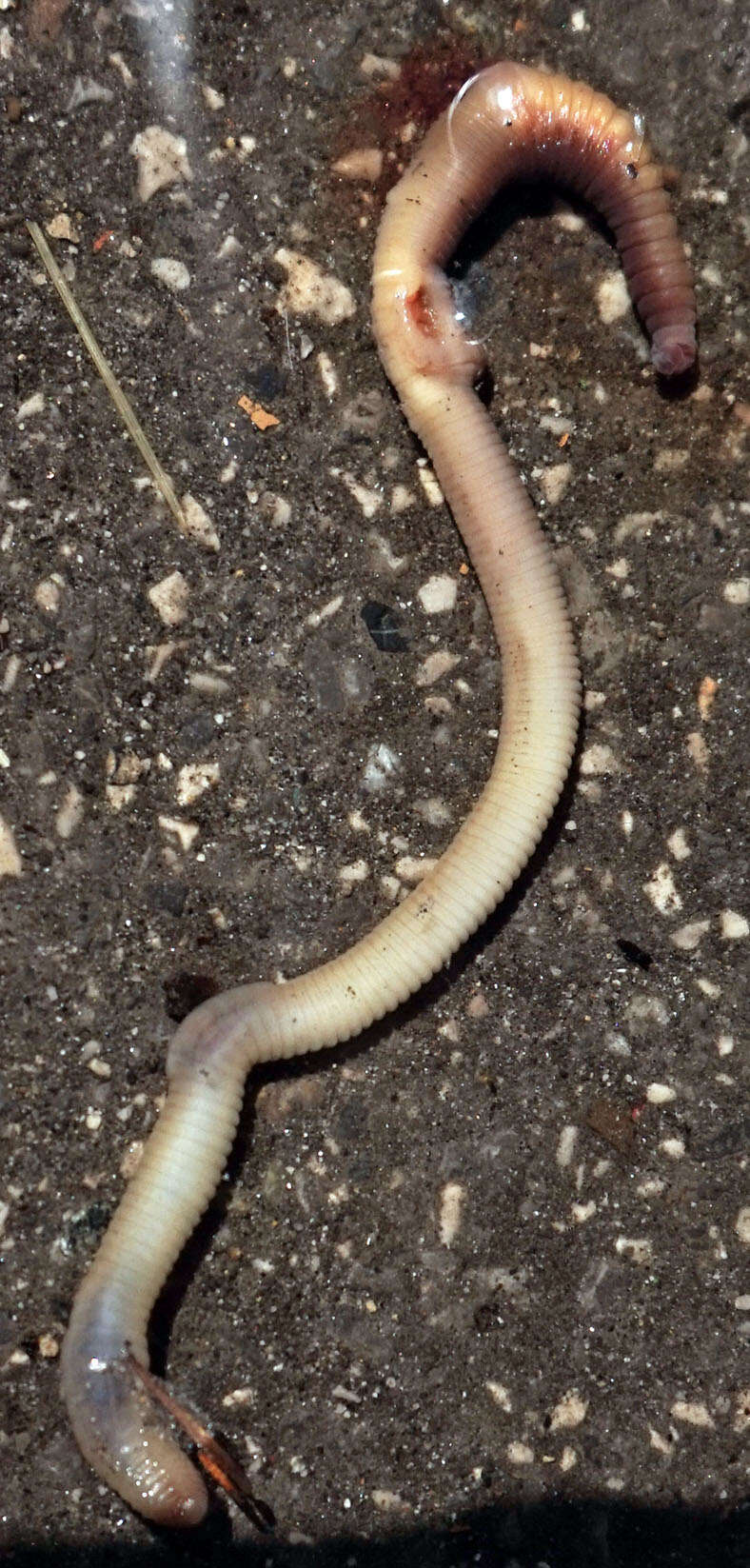 Image of Earthworm