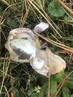 Image of Stinkhorn