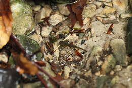 Image of Common Fire Salamander