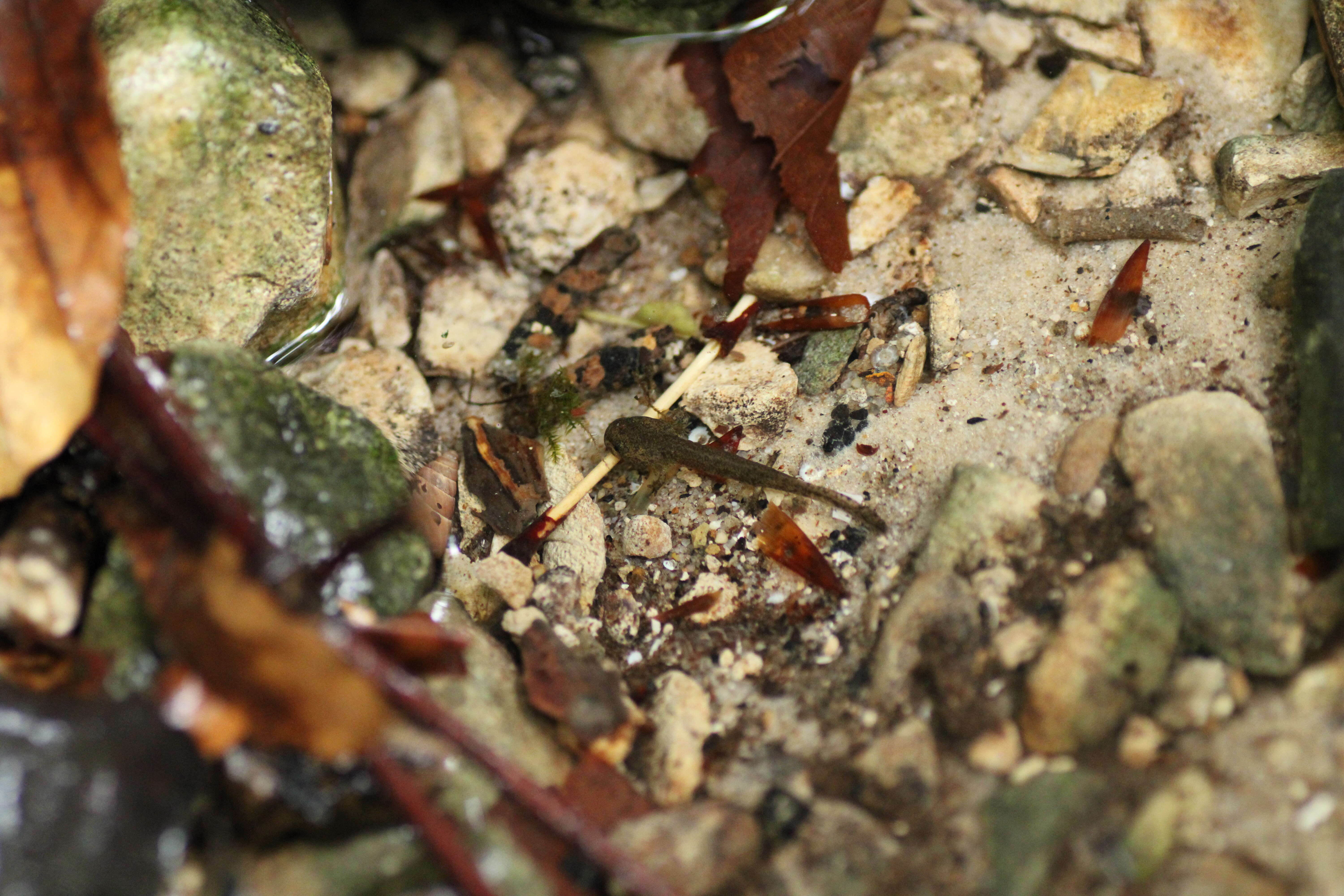 Image of Common Fire Salamander