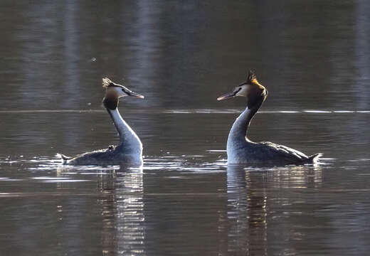 Image of Podiceps Latham 1787