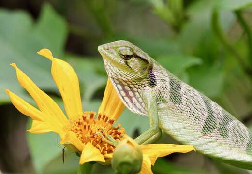 Image of Berthold's Bush Anole