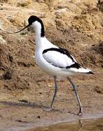 Image of avocet, pied avocet