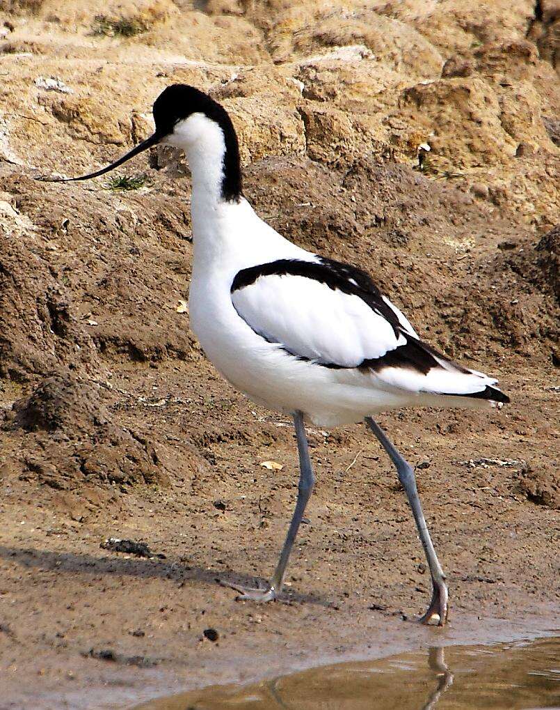 Image of avocet, pied avocet