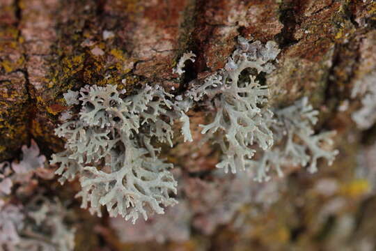 Image of ring lichen