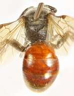 Image of Geoffroy's Blood Bee